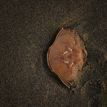 Crab 8x8