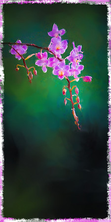 Orchid 12x24