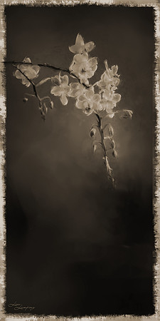 Orchid in Sepia w-sig