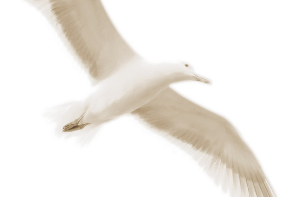Sepia Seagull_resize